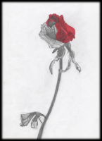 /album/disegni-e-foto/bianca1-png/